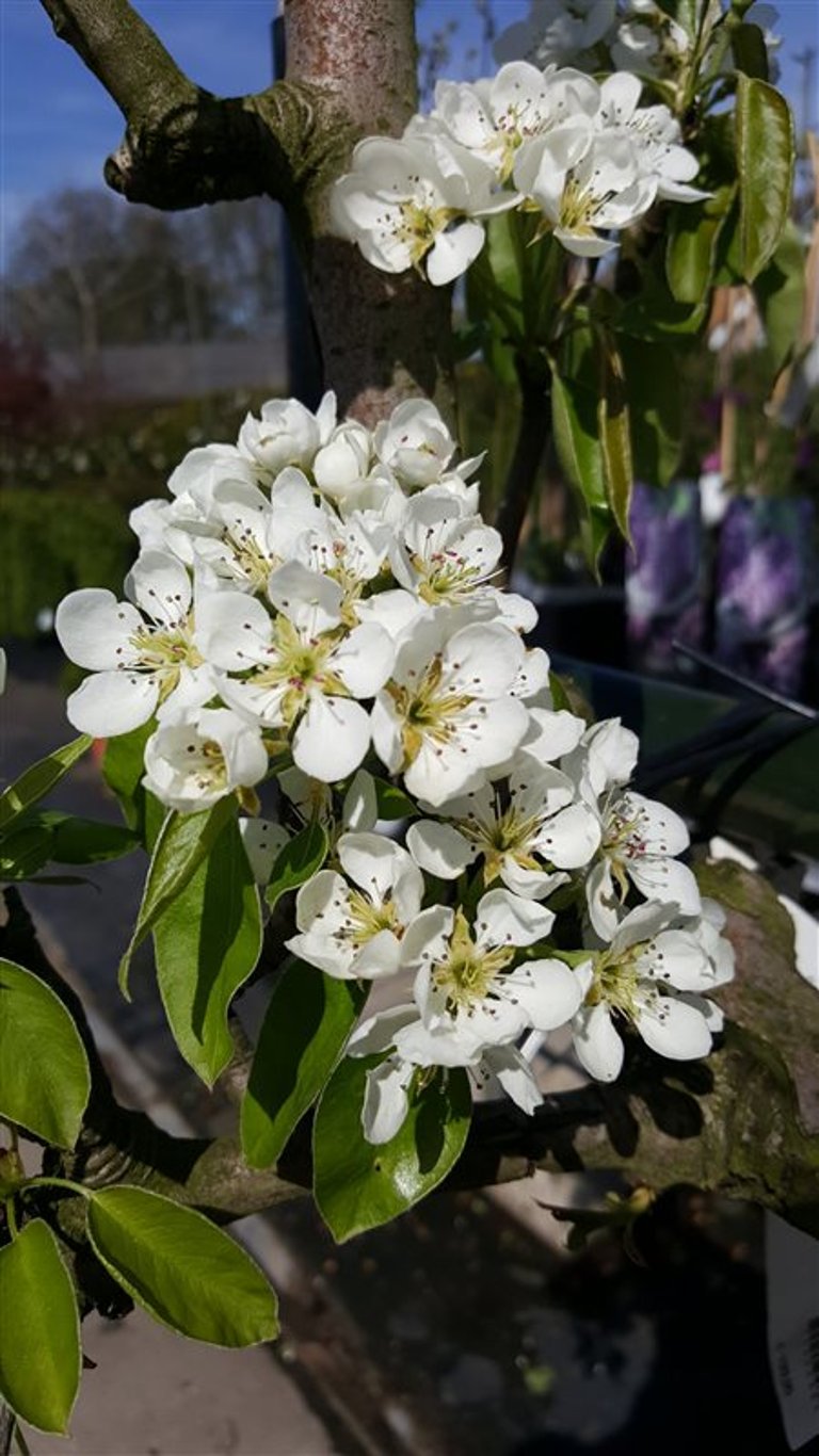 Fritillaria meleagris - P13